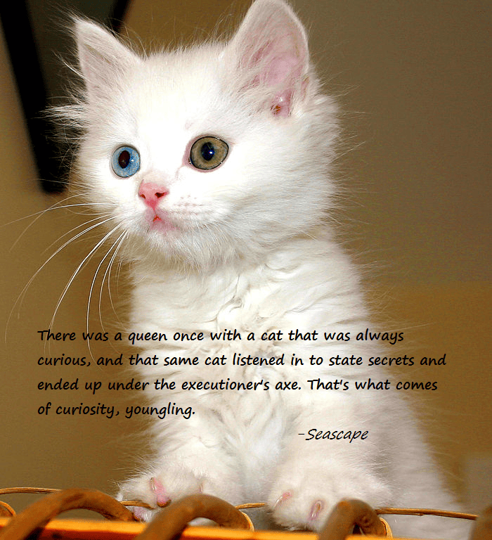 curiosity killed the cat.png
