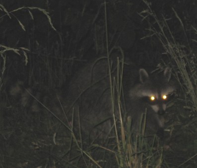 raccoon_red_eye